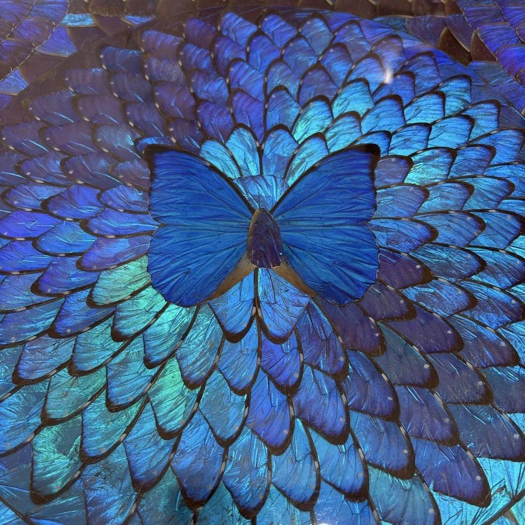 モルフォ蝶　額縁