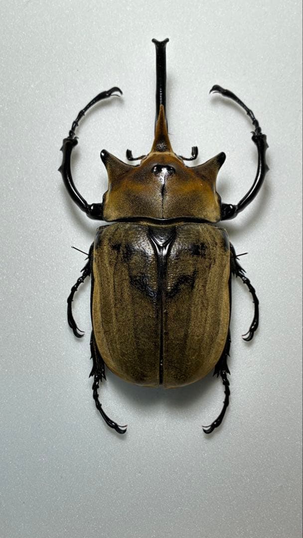 昆虫標本 大型エレファスゾウカブト 122mm 飼育個体