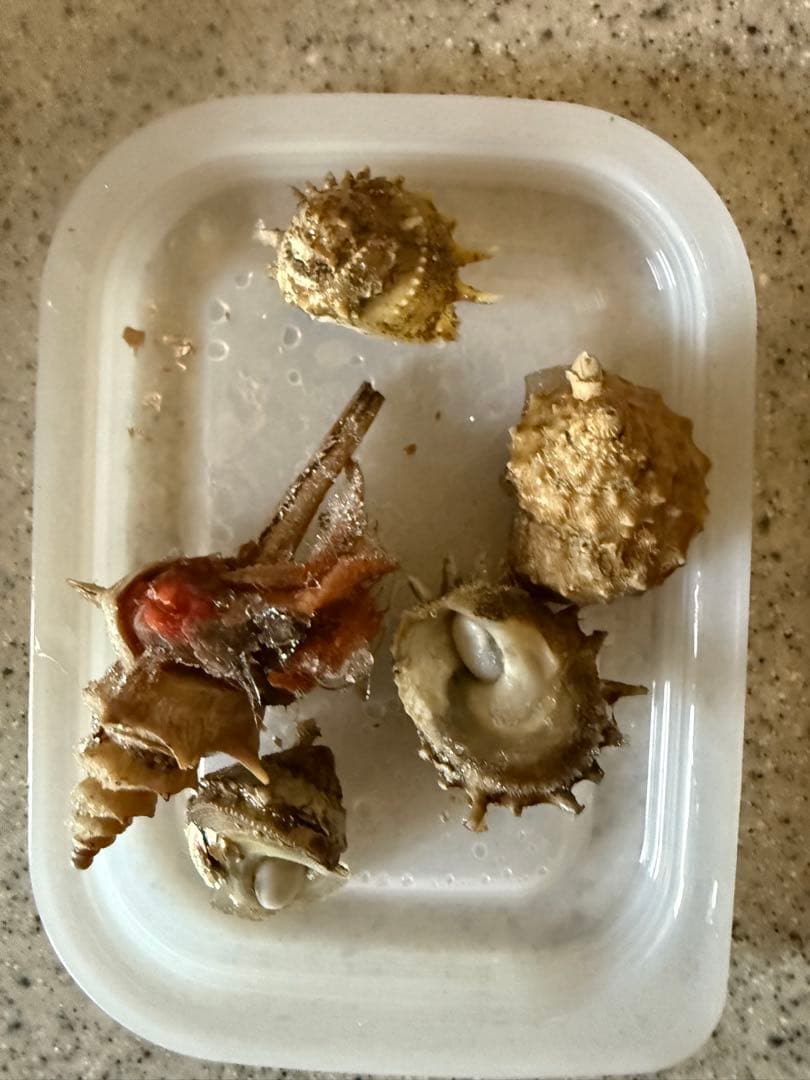 貝　【まとめ売り】