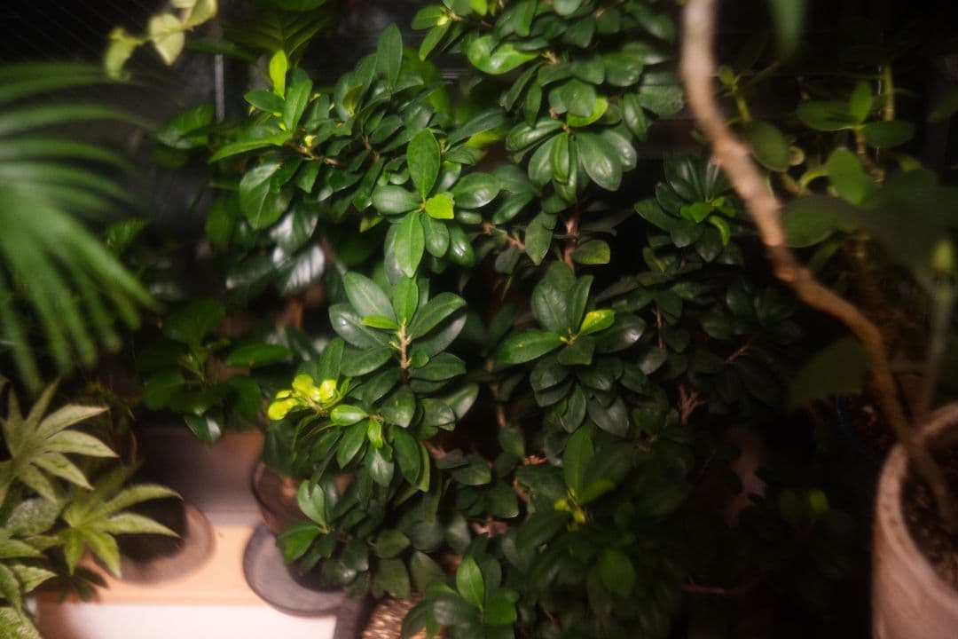 レンズ(単焦点) Canon Lens Serenar 50mm F1.8