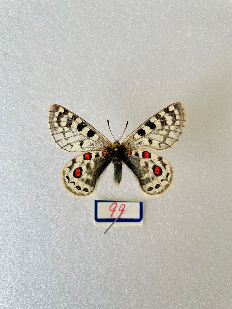 パルナシウス・アッコ（1オス・中国/青海省）