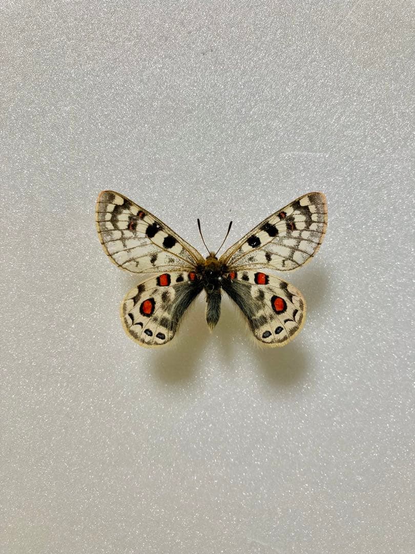 パルナシウス・アッコ（1オス・中国/青海省）