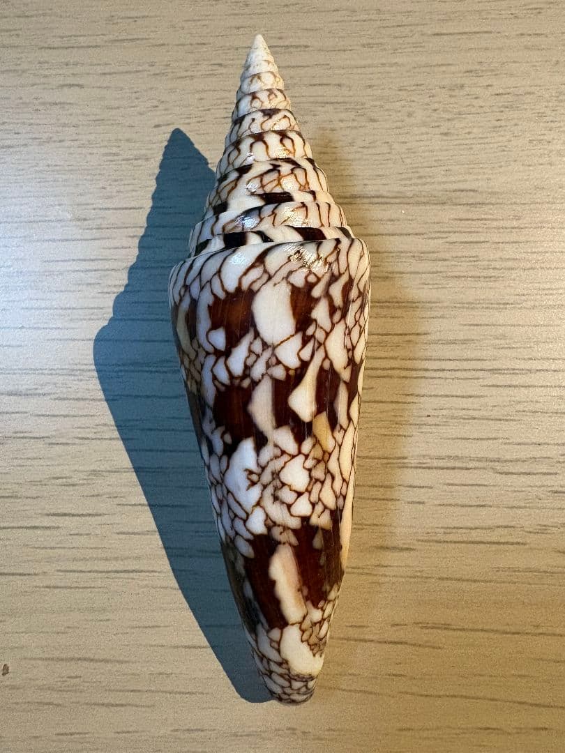 貝殻 イモガイ \