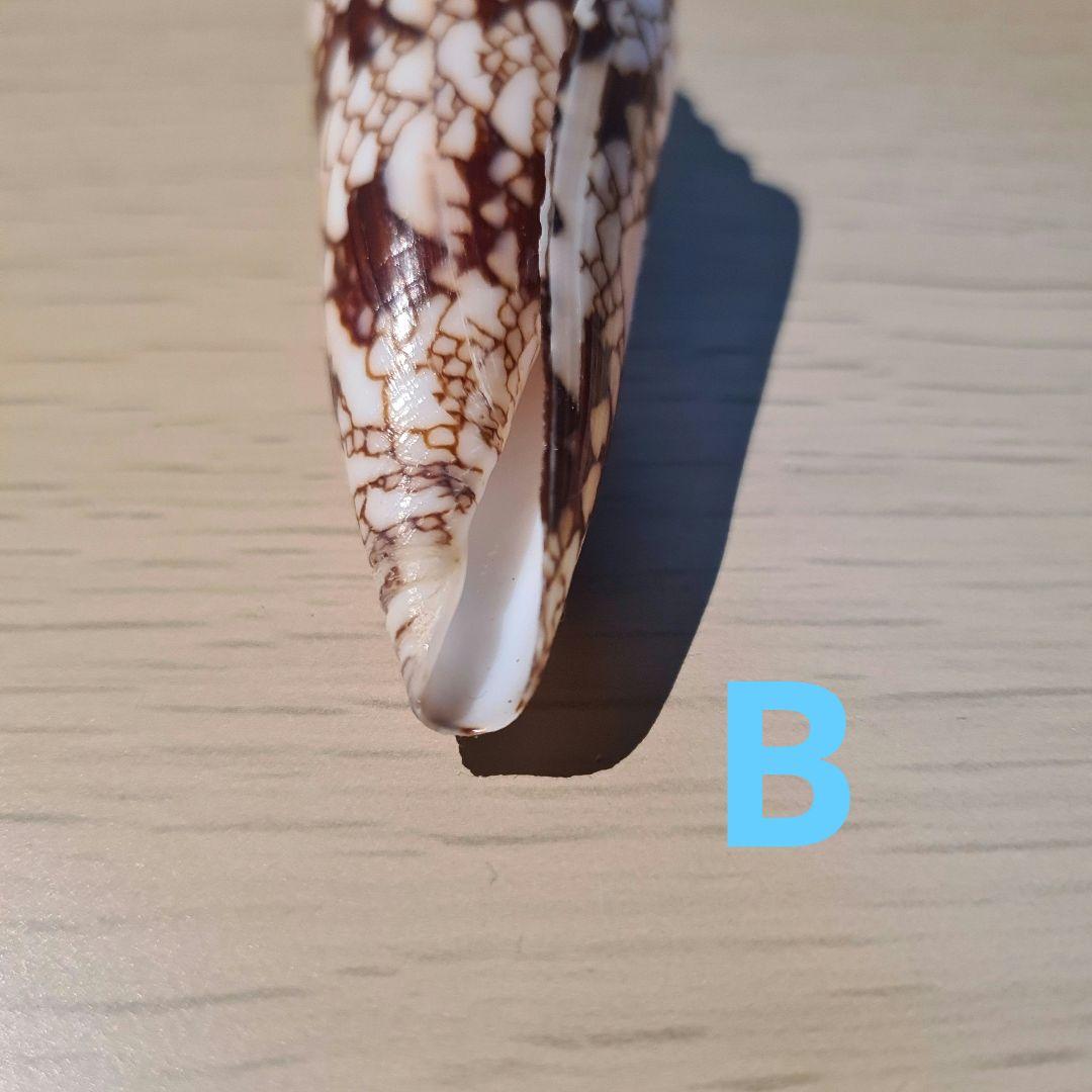 貝殻 イモガイ \"Milneedwardsii” 赤と白いストライプ