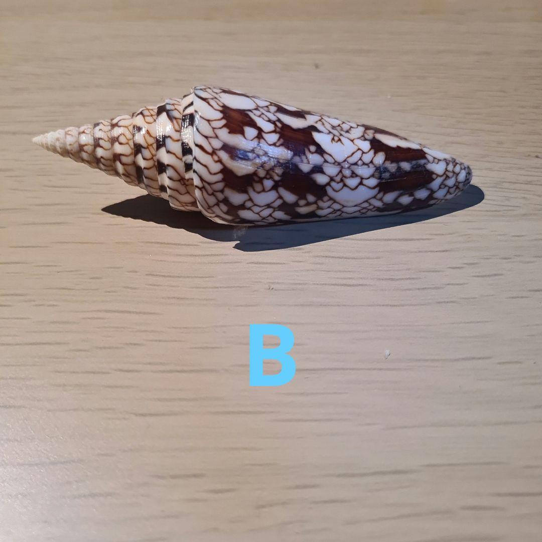 貝殻 イモガイ \"Milneedwardsii” 赤と白いストライプ