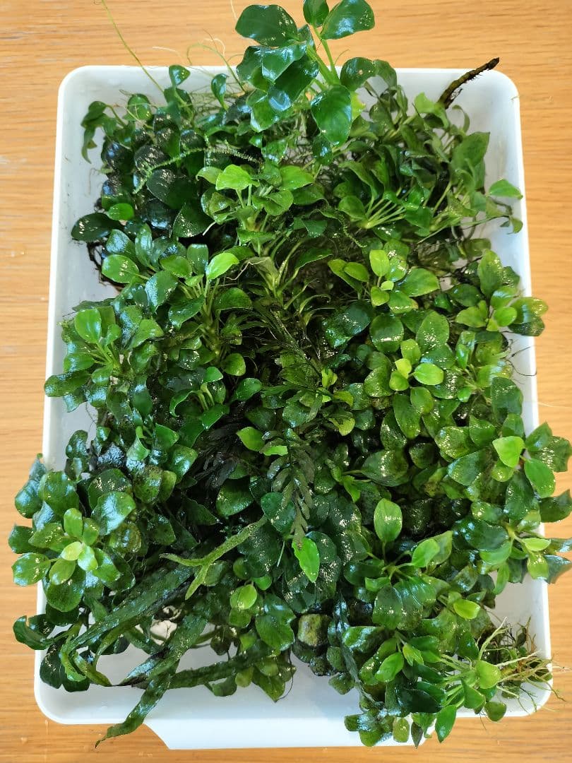 アヌビアスナナプチ