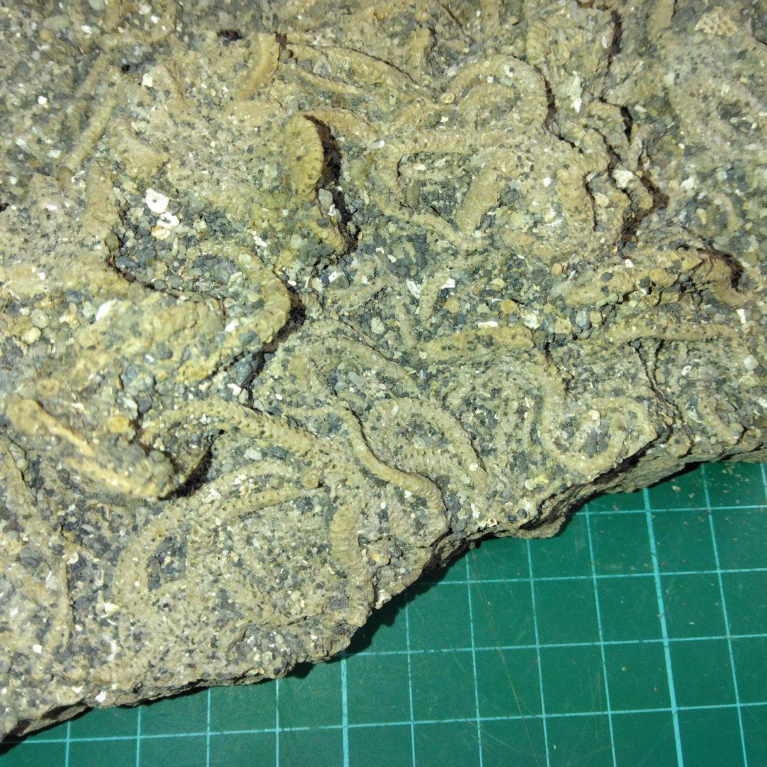 千葉県産　キタクシノハクモヒトデ　　立体標本　ヒトデ化石　化石