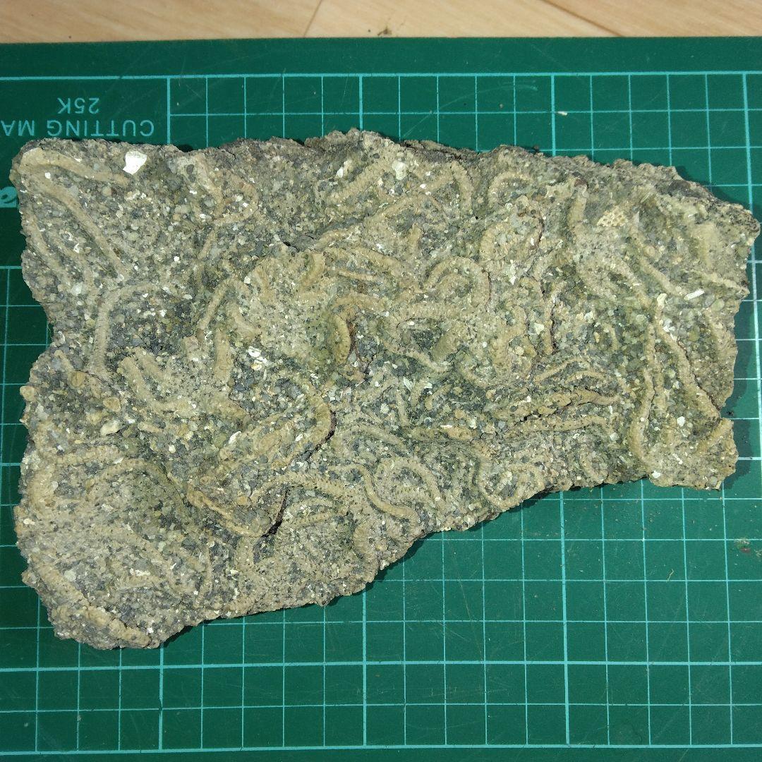 千葉県産　キタクシノハクモヒトデ　　立体標本　ヒトデ化石　化石