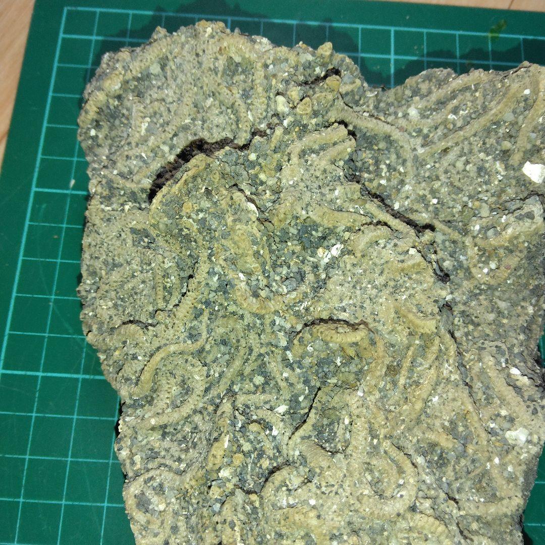 千葉県産　キタクシノハクモヒトデ　　立体標本　ヒトデ化石　化石