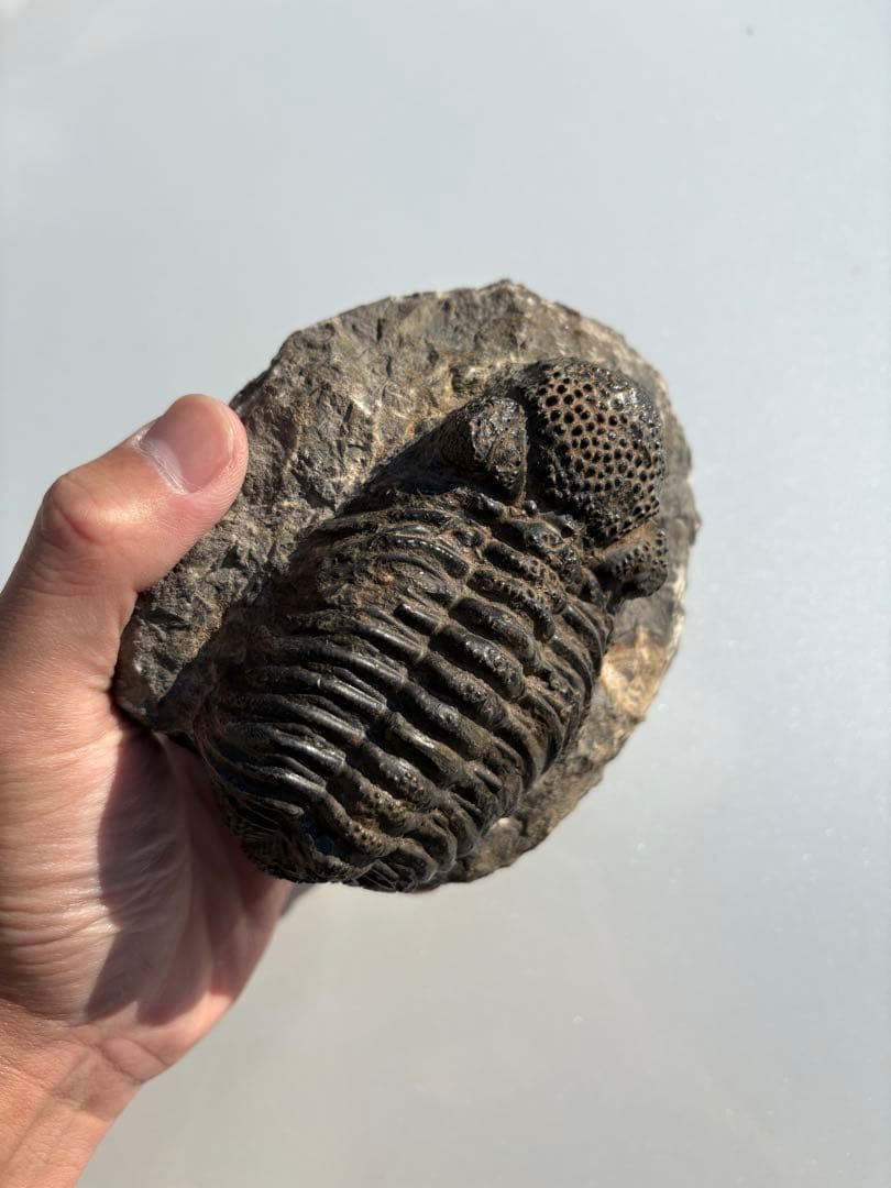 大きな三葉虫　化石