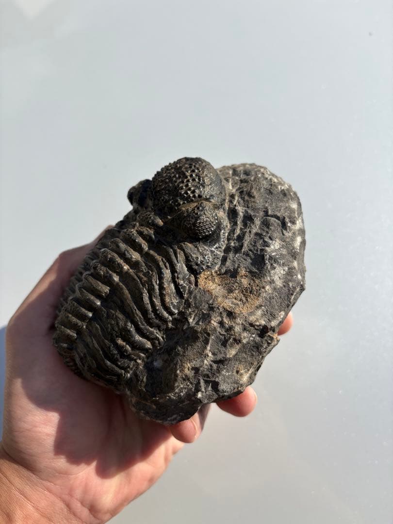 大きな三葉虫　化石