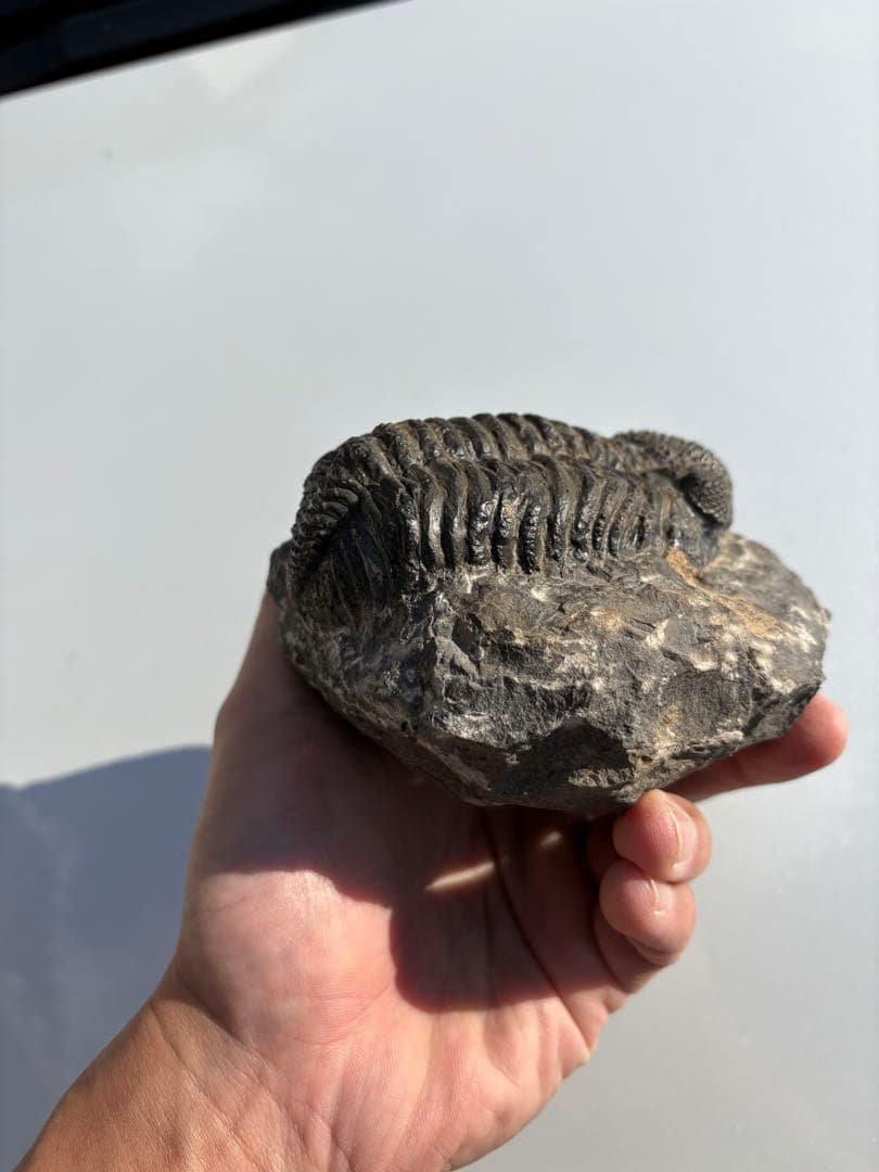 大きな三葉虫　化石