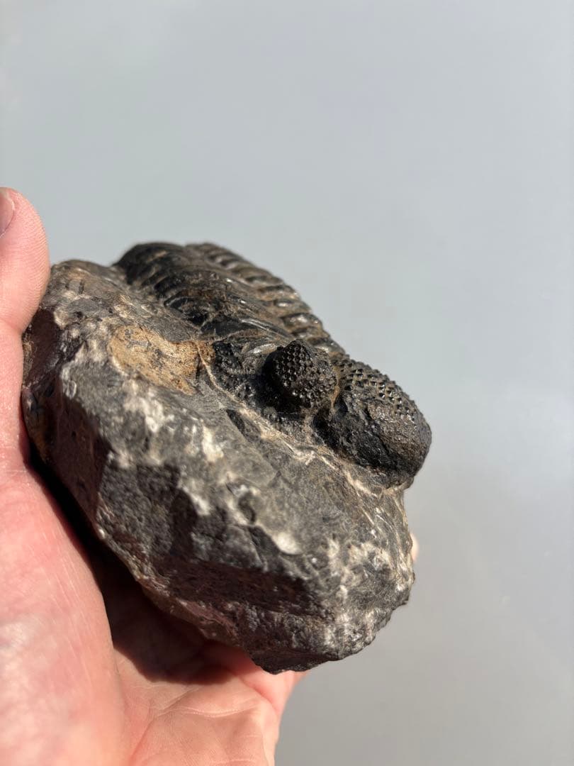 大きな三葉虫　化石