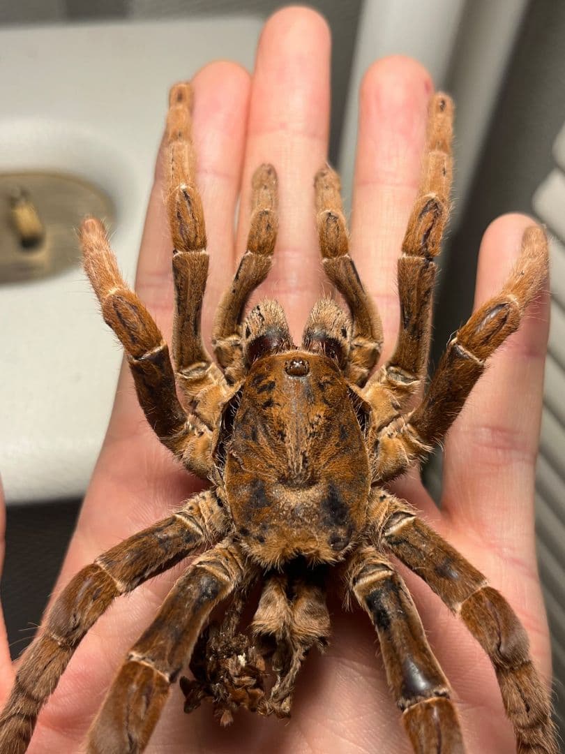 【阿州最大種】キングバブーンタランチュラの標本 LS16cm程ムカデセンチピード