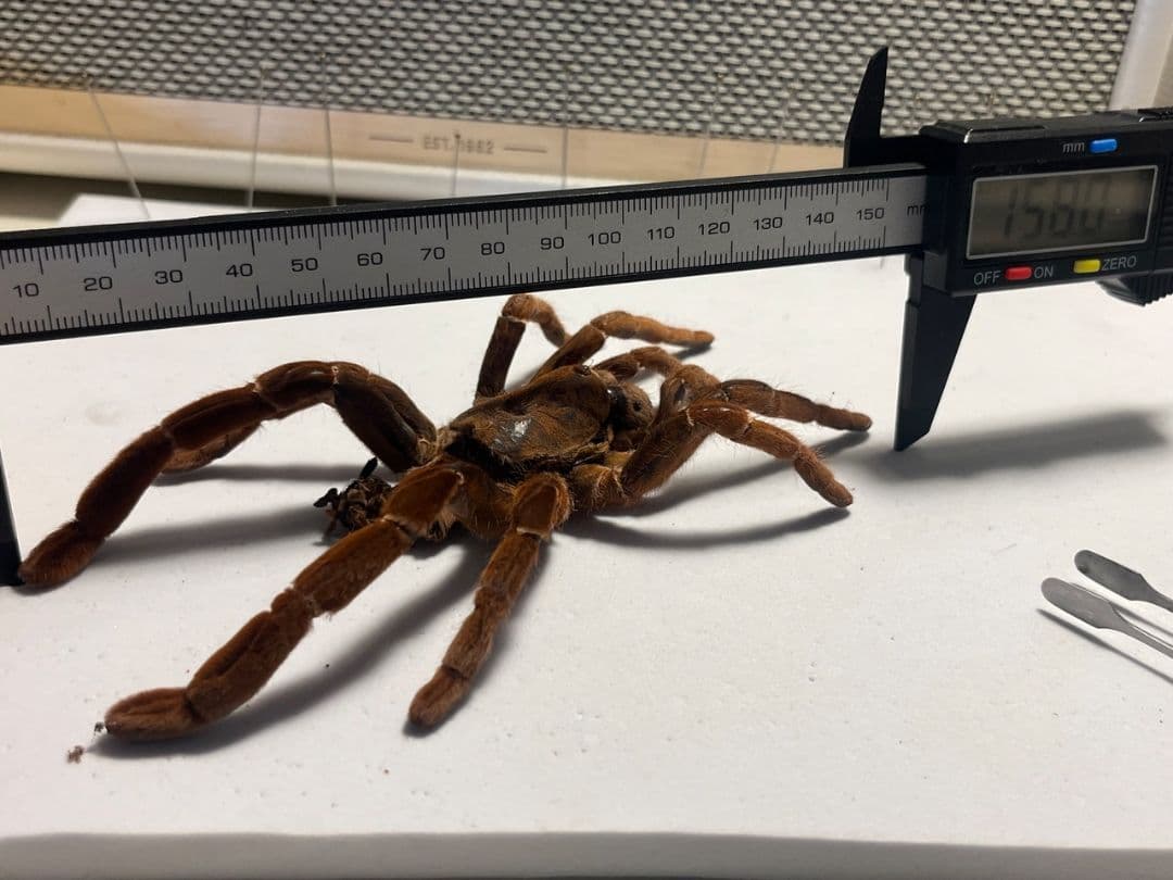 【阿州最大種】キングバブーンタランチュラの標本 LS16cm程ムカデセンチピード