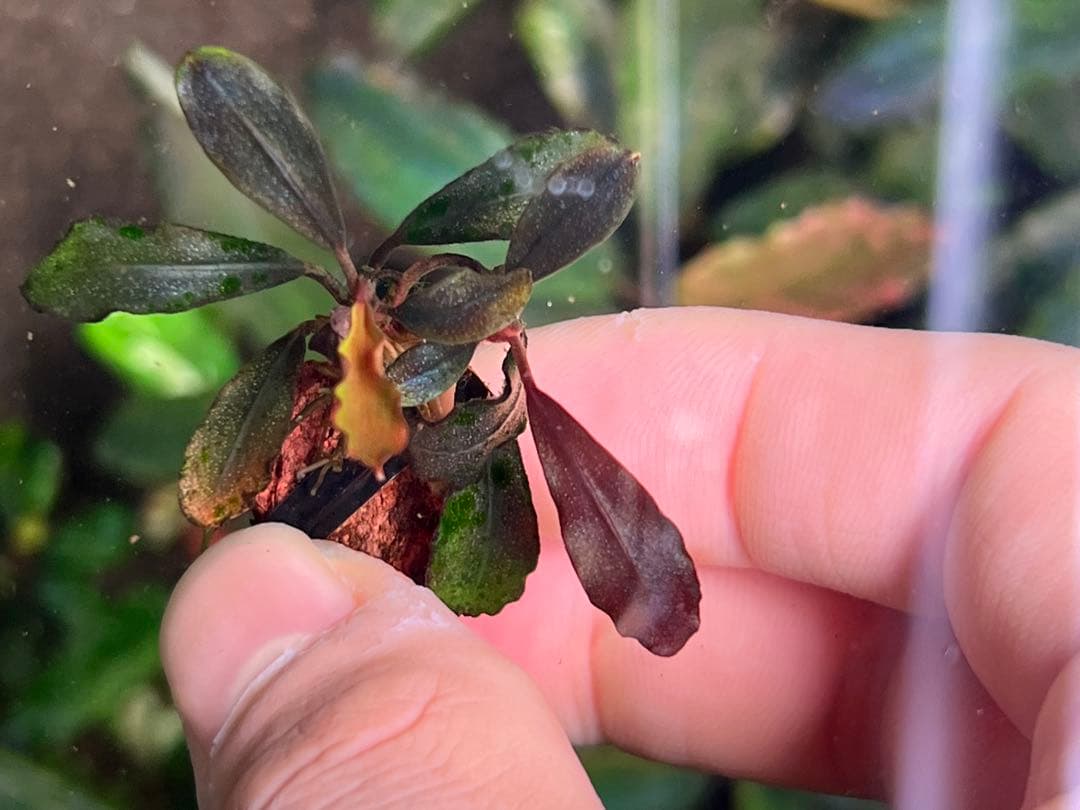 ブセファランドラspゴーストカリマンタン 2株