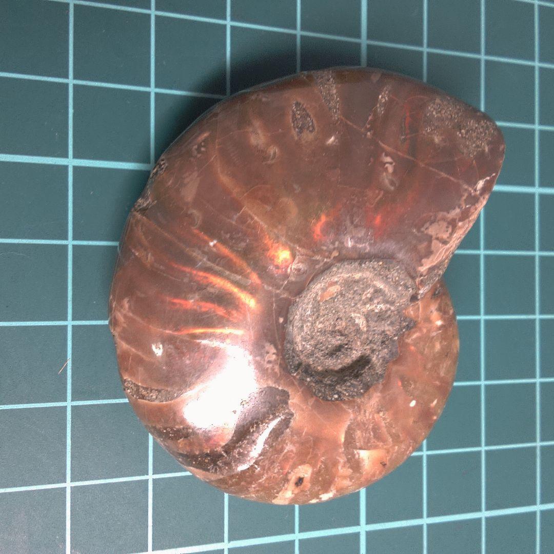 小物１ アンモナイト化石 光沢あり