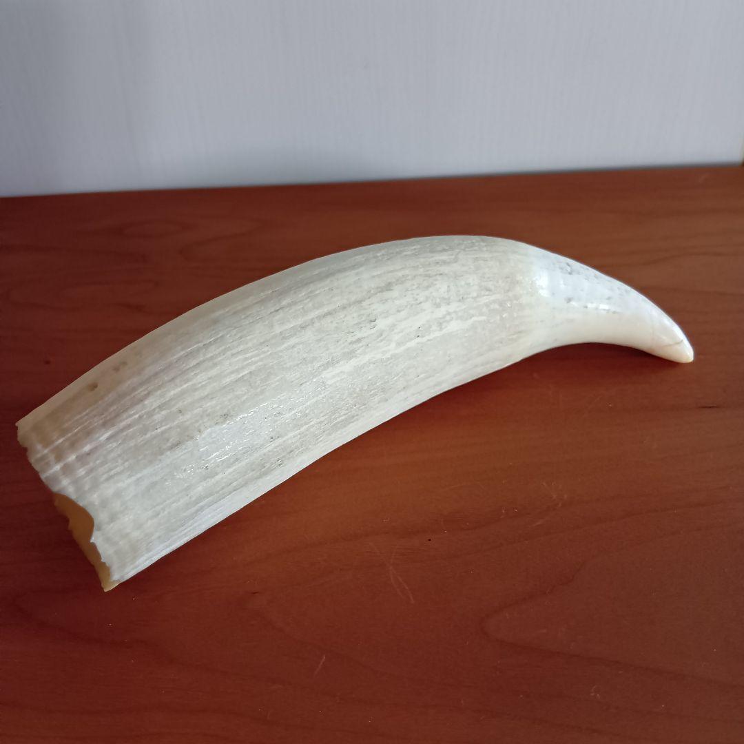 マッコウクジラ　歯　16cm　287g　印材　根付　工芸品　美品