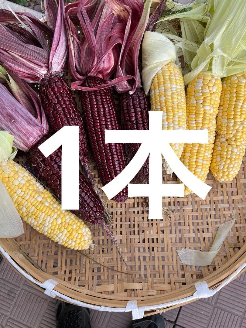 ￼ジャンボ松ぼっくり　その他