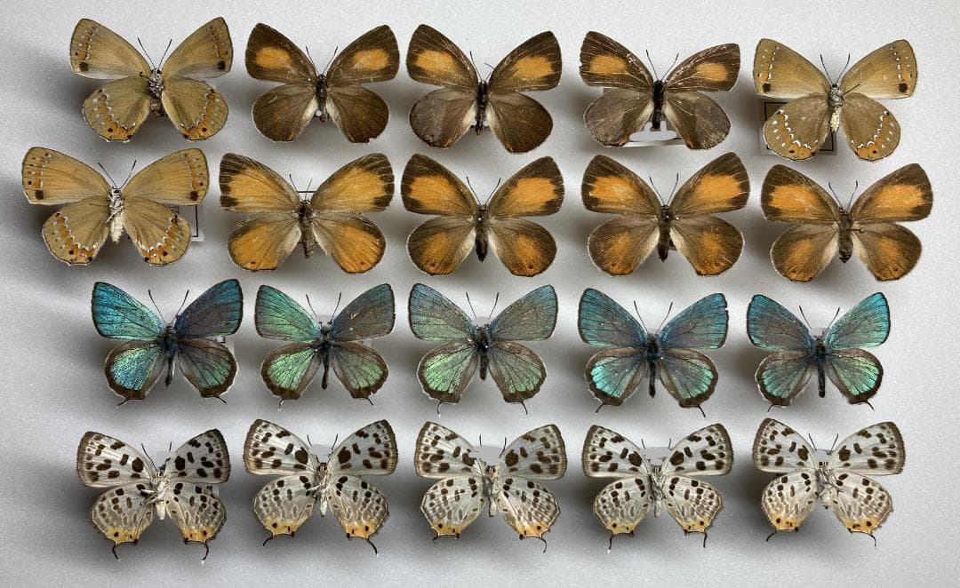 ベルサンタ　蝶詰め合わせ