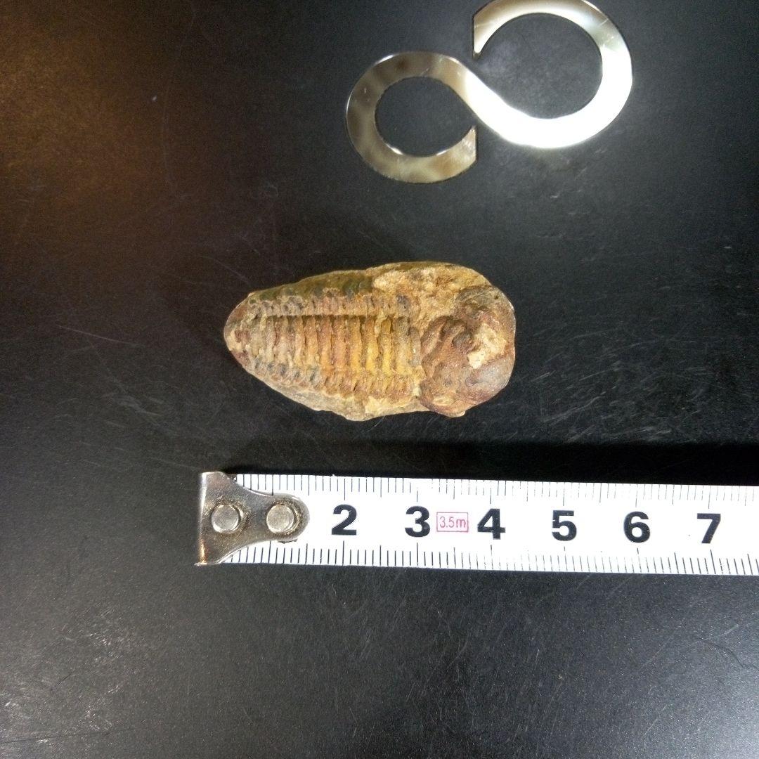 三葉虫　化石　fossil　ボリビア産　trilobite　ノジュール判別⑧