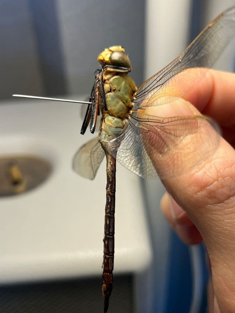 ギンヤンマ 昆虫標本ヘビトンボカマキリマンティス トンボ オニヤンマ 蜻蛉