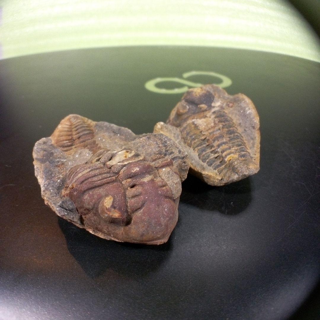 三葉虫　化石　fossil　ボリビア産　レア　Fossil識別⑩　２個セット