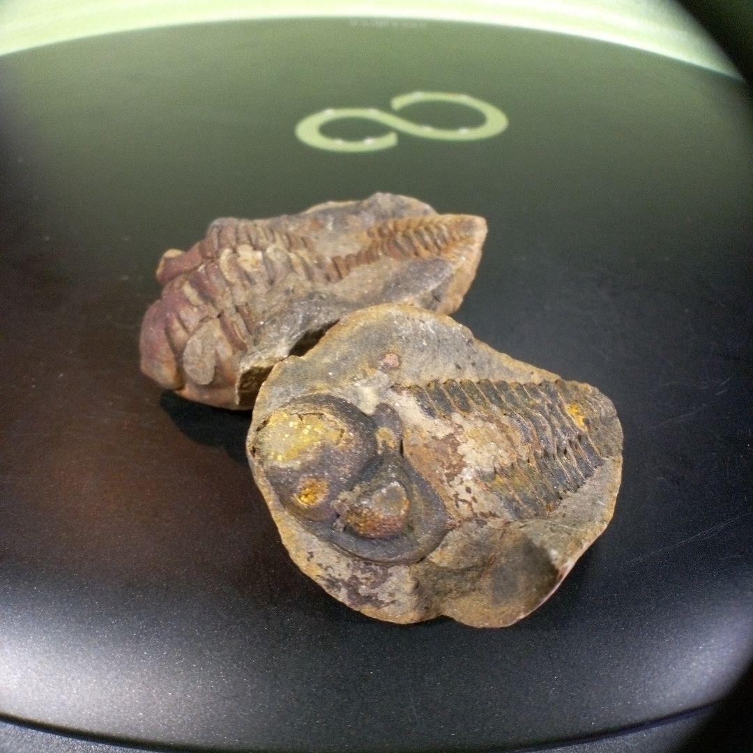 三葉虫　化石　fossil　ボリビア産　レア　Fossil識別⑩　２個セット