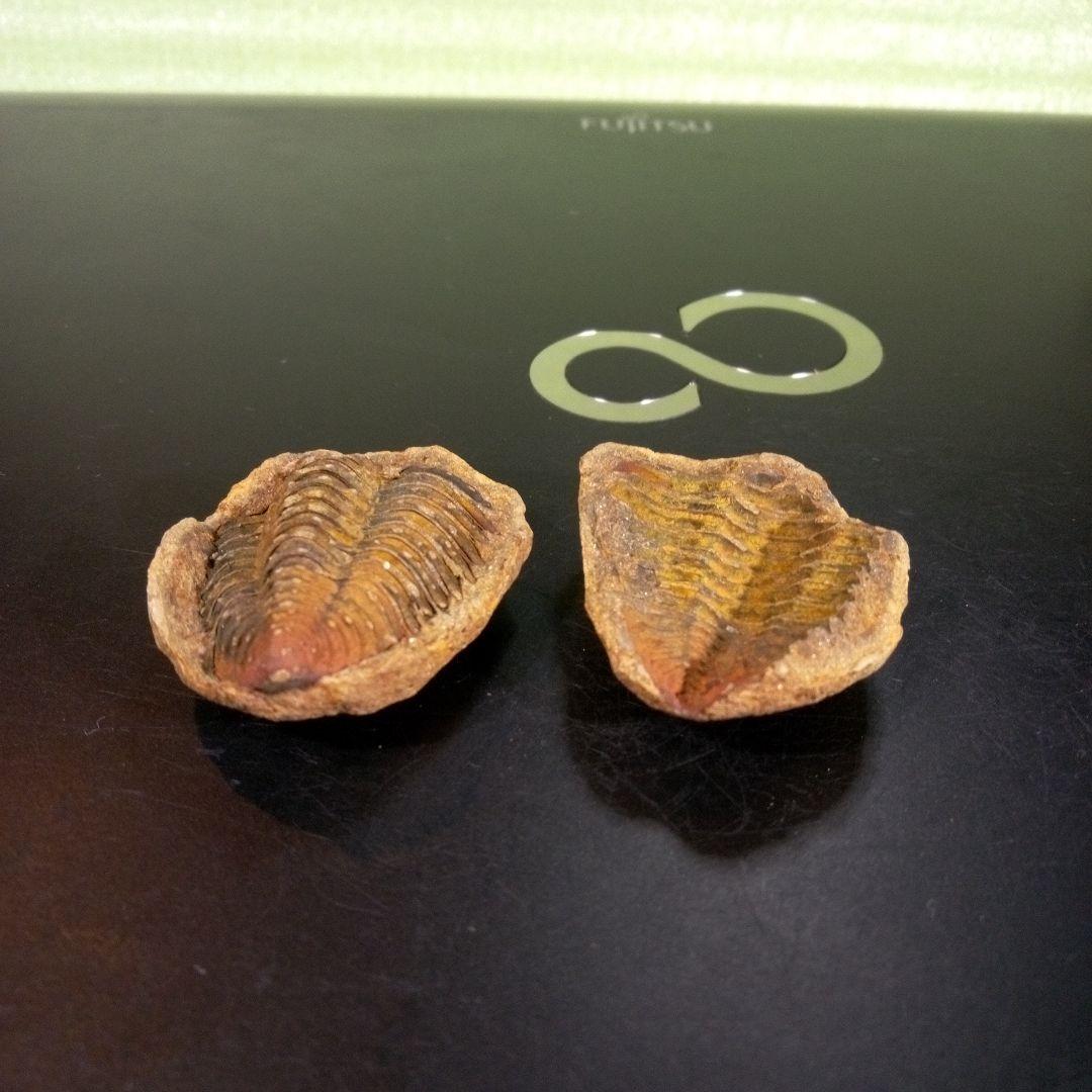 三葉虫　化石　fossil　ボリビア産　trilobite　ノジュール管理⑧