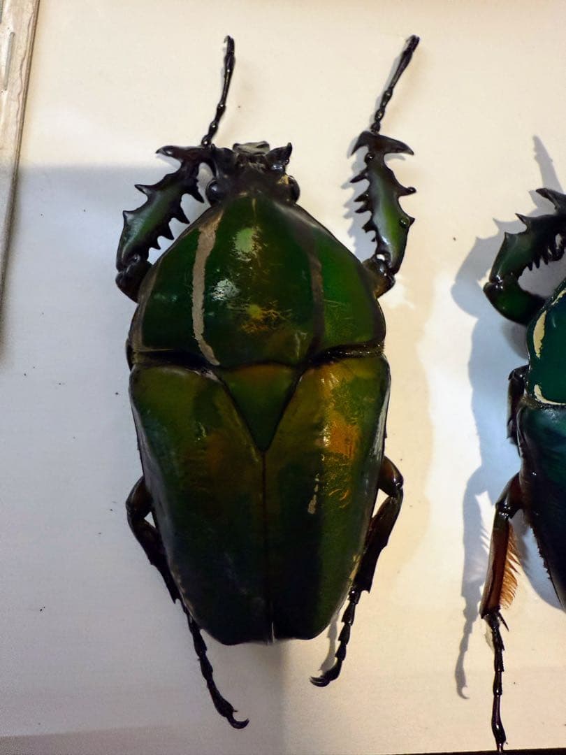 ウガンダ　ウガンデンシス　トルクアータポギー　全てC品