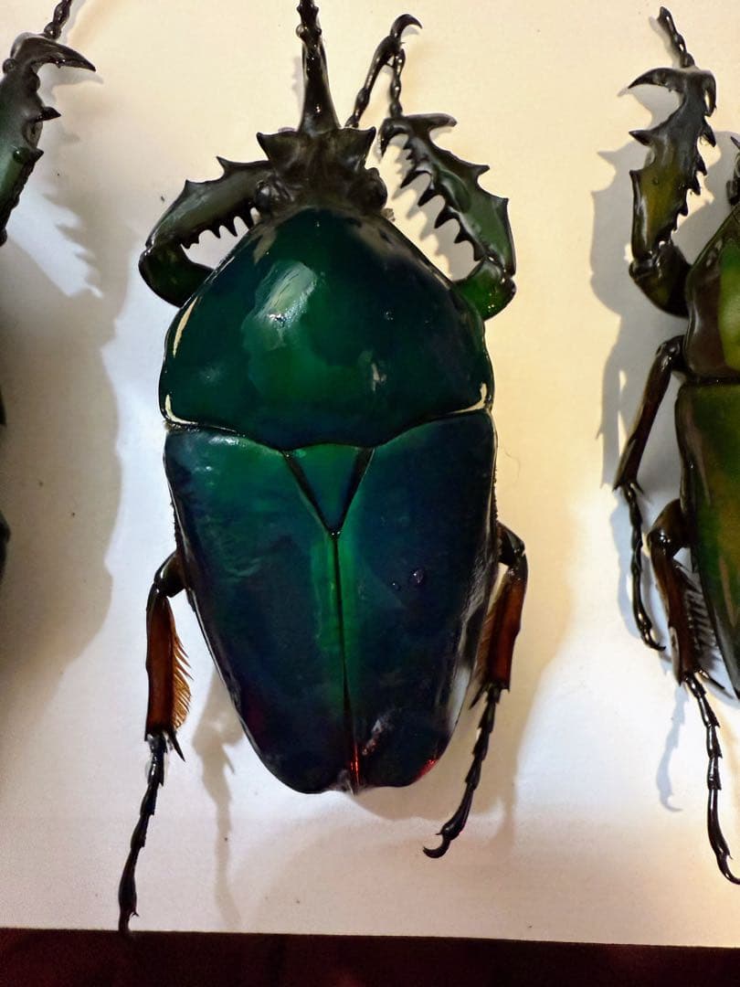 ウガンダ　ウガンデンシス　トルクアータポギー　全てC品