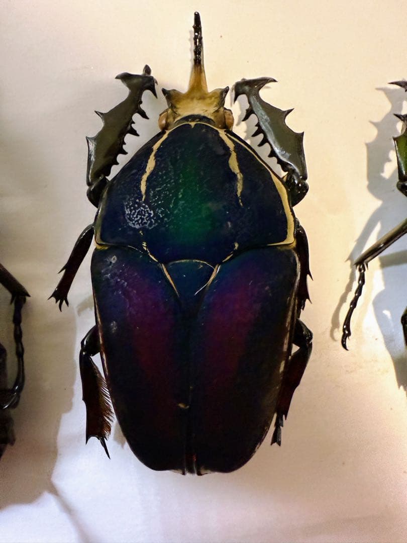 ウガンダ　ウガンデンシス　トルクアータポギー　全てC品