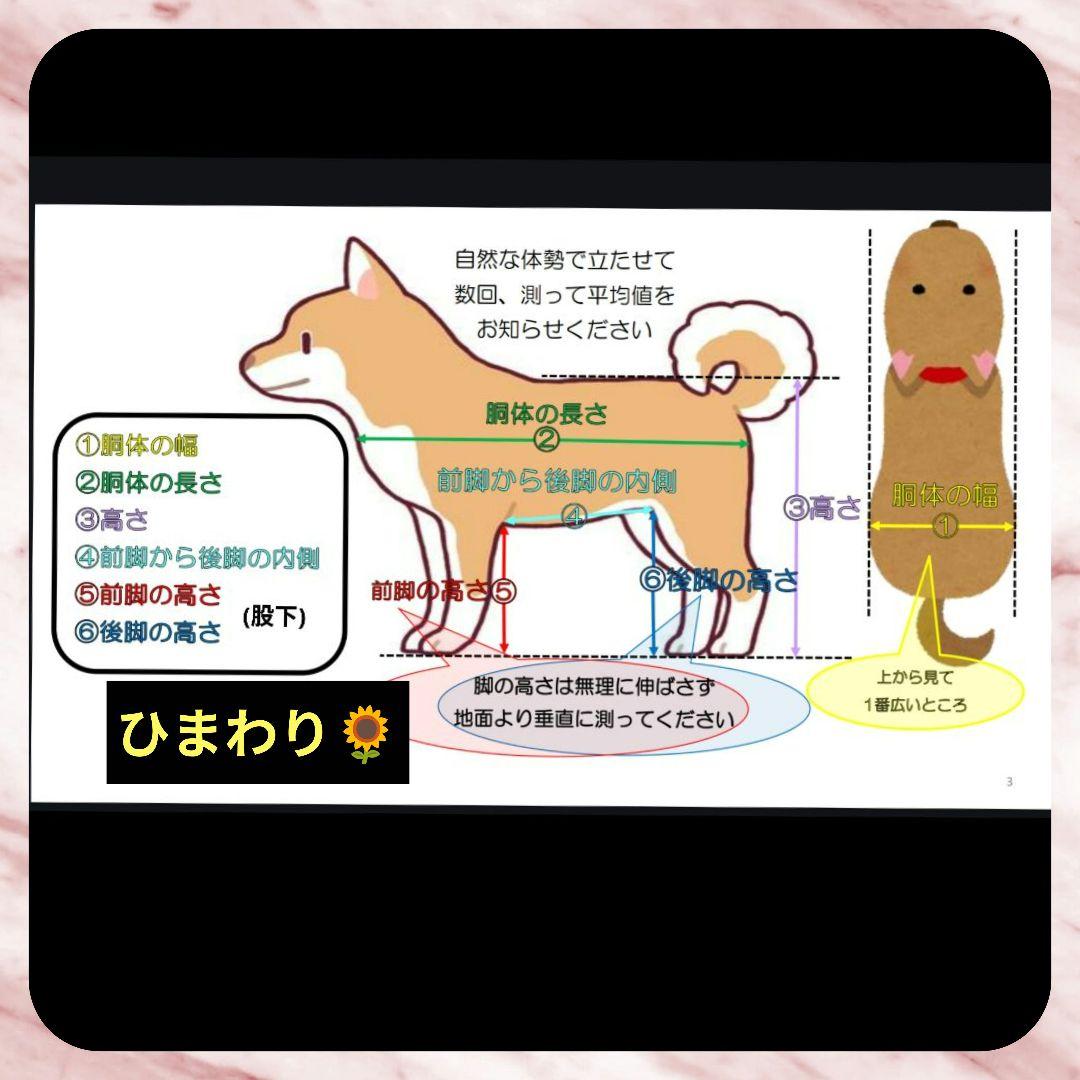 M.シュナウザー4輪　リハビリ　食事補助　犬用車椅子　介護用　犬の歩行器