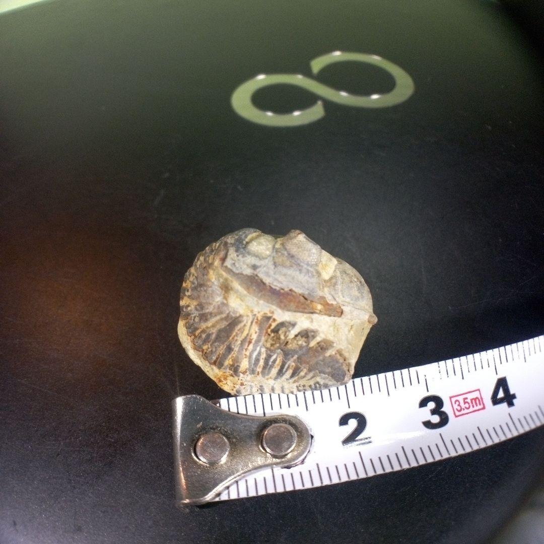 三葉虫　化石　fossil　海　ボリビア産　trilobite　海生動物判別④