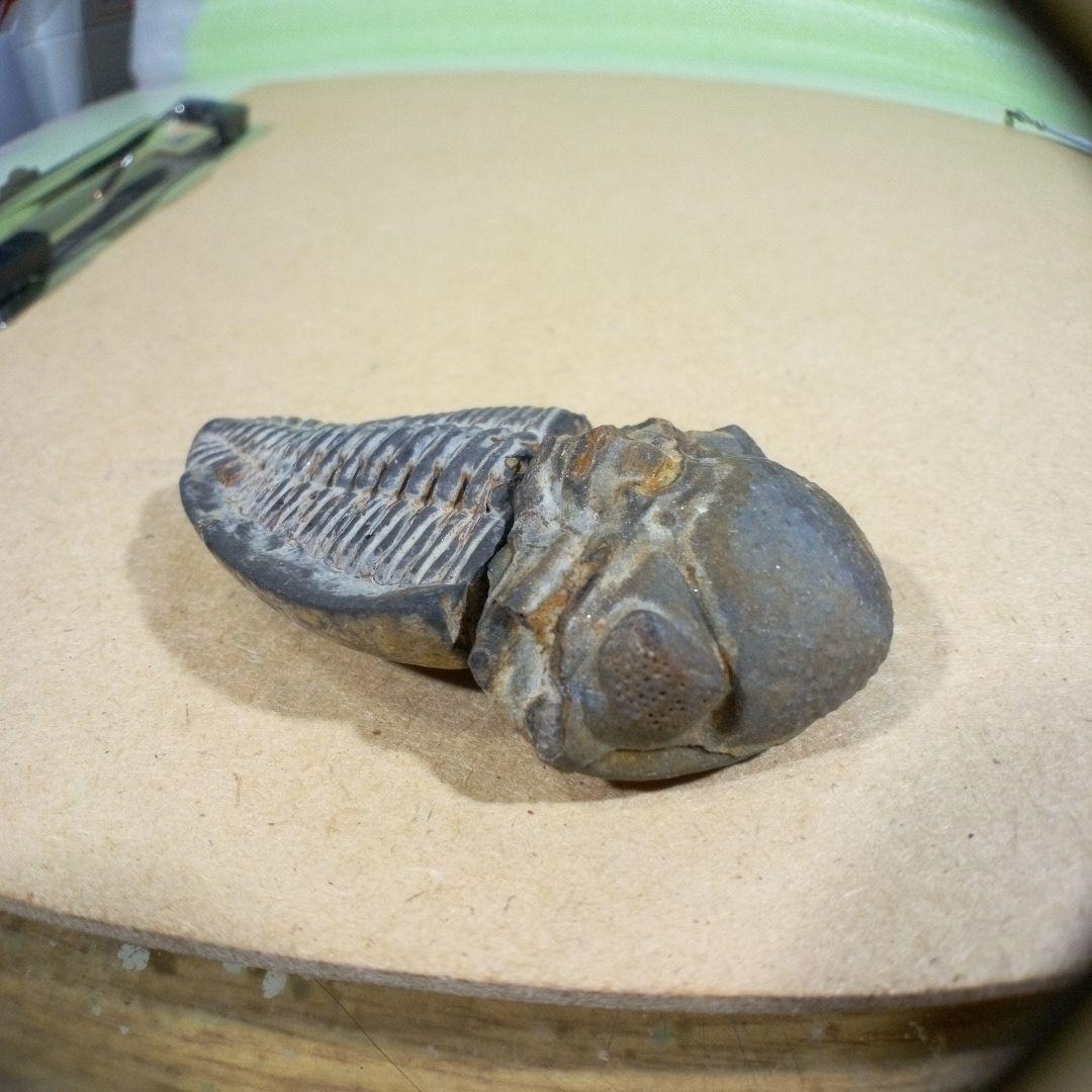 三葉虫　化石　fossil　ボリビア産　レア　Fossil判別④