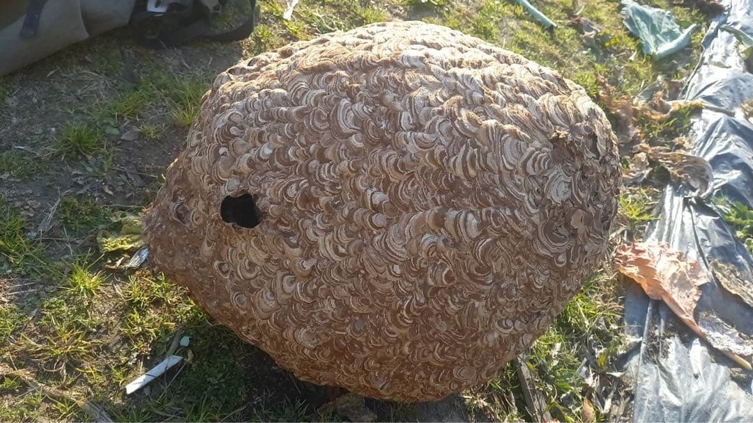 【超巨大！美形】　大きなハチの巣！