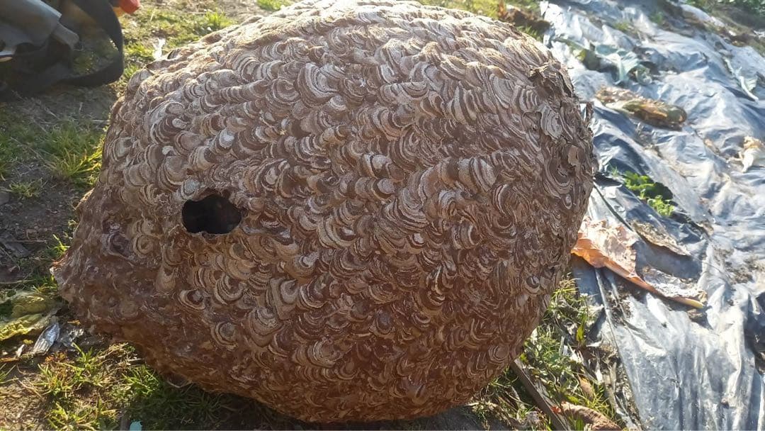 【超巨大！美形】　大きなハチの巣！