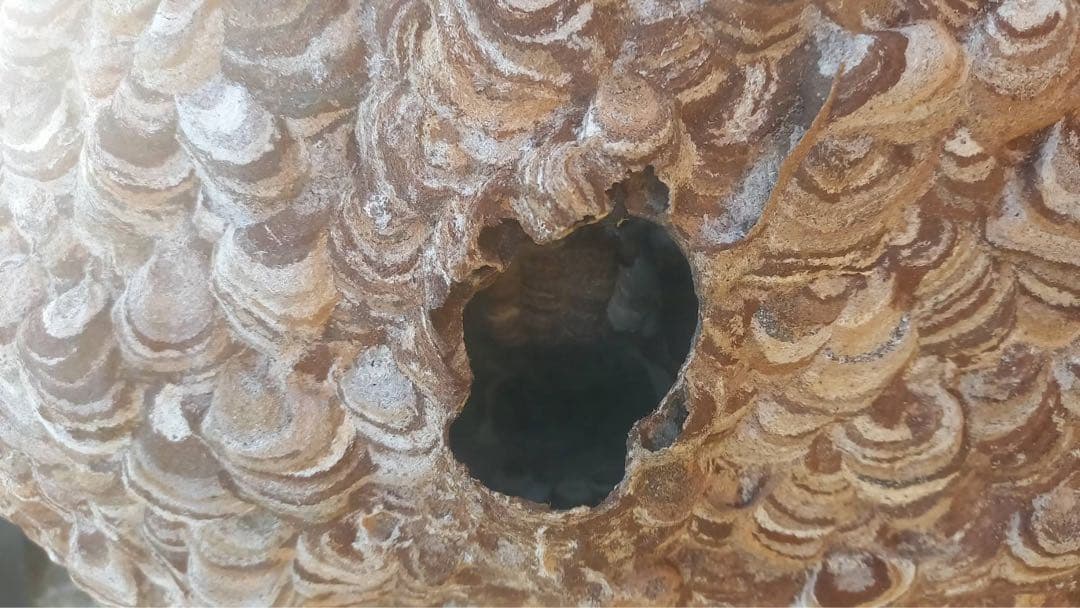 【超巨大！美形】　大きなハチの巣！