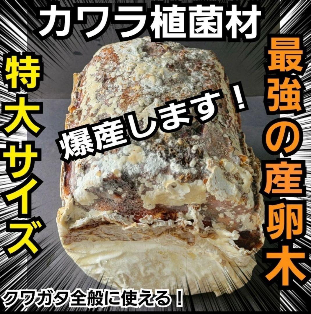 ４本セット！最強のクワガタ産卵木　特大サイズで爆産！植菌カワラ材　加水不用