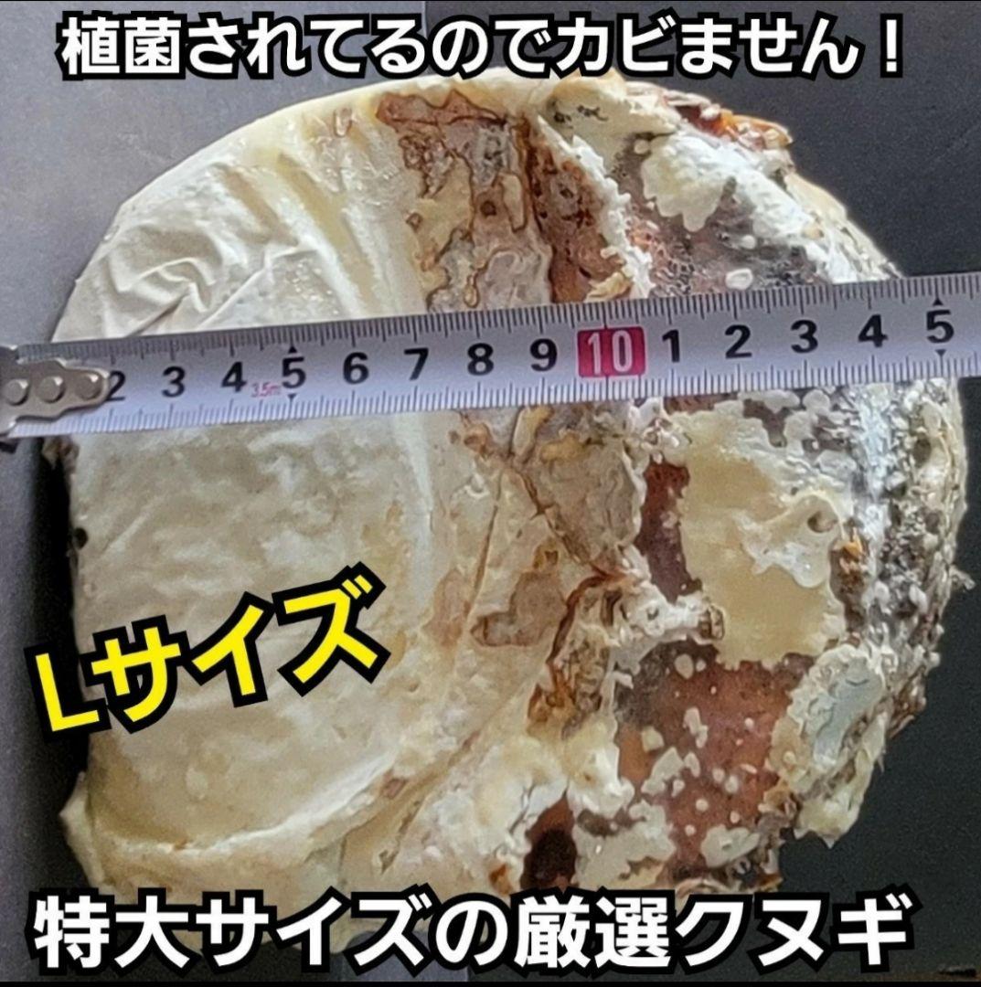 ４本セット！最強のクワガタ産卵木　特大サイズで爆産！植菌カワラ材　加水不用