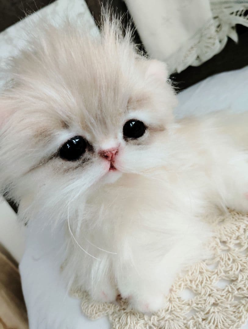 ミヌエット♡子猫のプニちゃん♡アートドール♡ぬいぐるみ♡