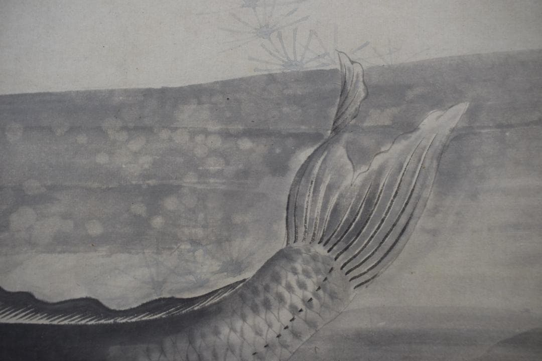 円山応挙/圓山応挙/鯉之図/掛軸☆宝船☆Y-486　JM