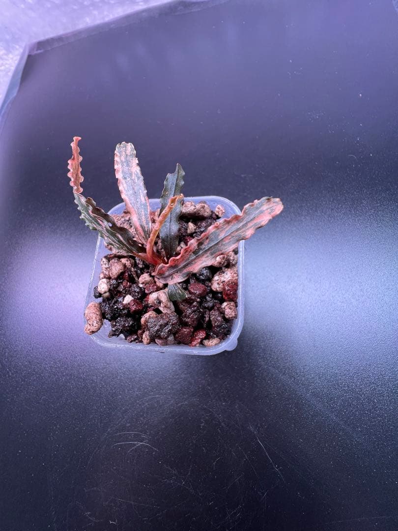 水草 Bucephalandra sp. Variegata Pink Medusa