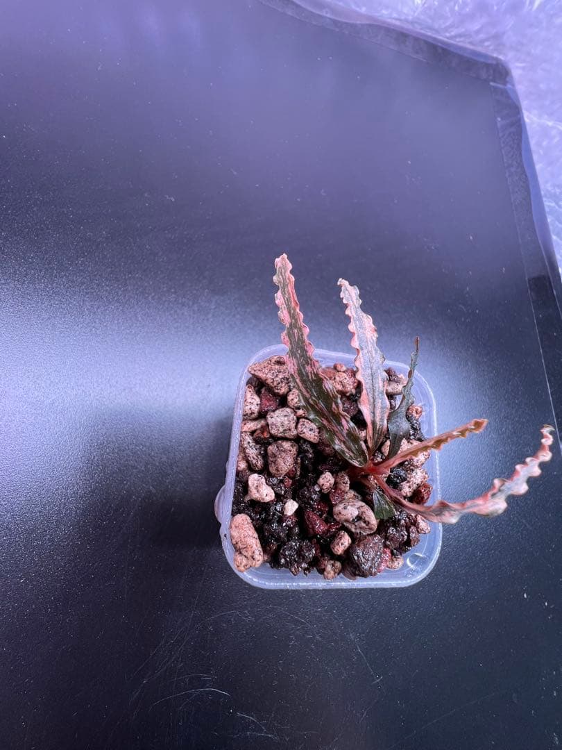 水草 Bucephalandra sp. Variegata Pink Medusa