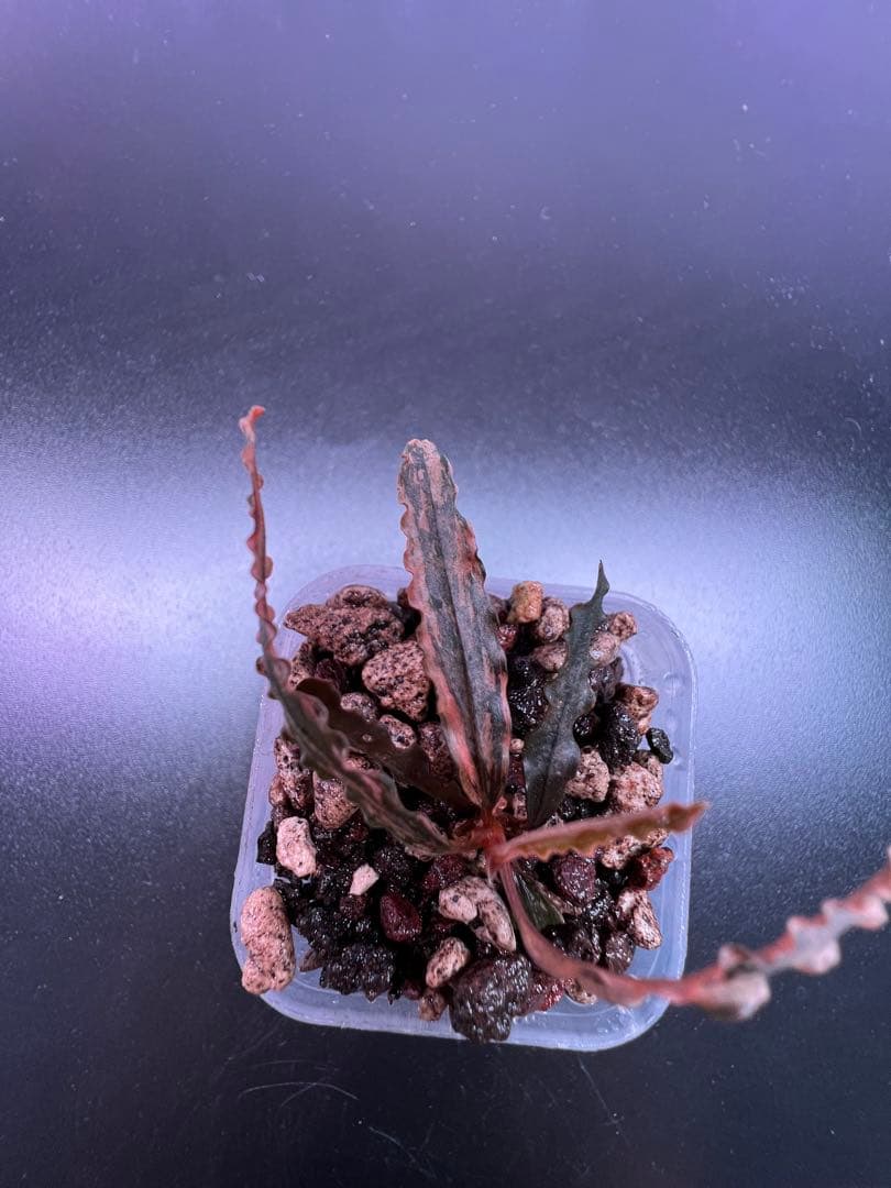 水草 Bucephalandra sp. Variegata Pink Medusa