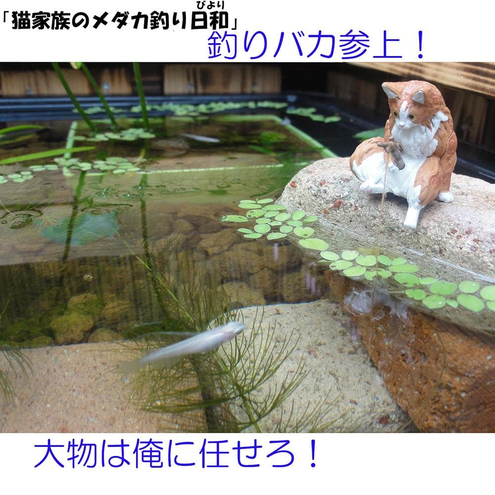 ビオトープ 80L トロ舟＆木枠セット（棚付き）メダカ・金魚飼育用