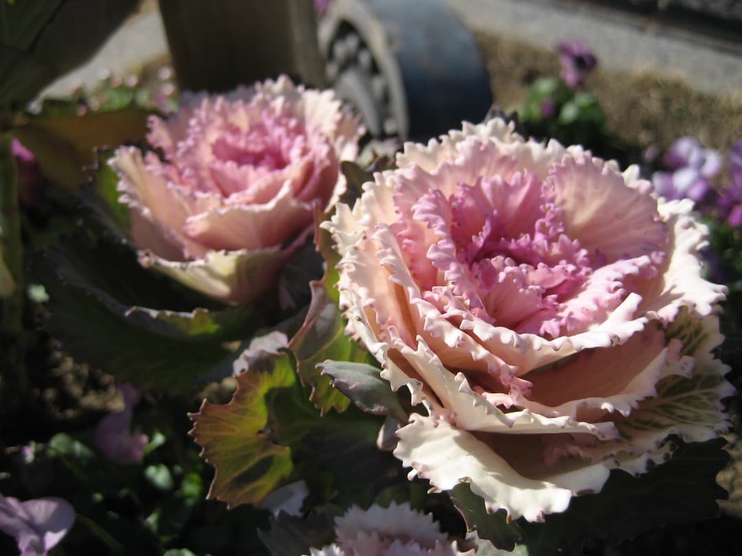 実写美⭕️【動作確認済】Canon　IXY　DIGITAL 70 PC1193