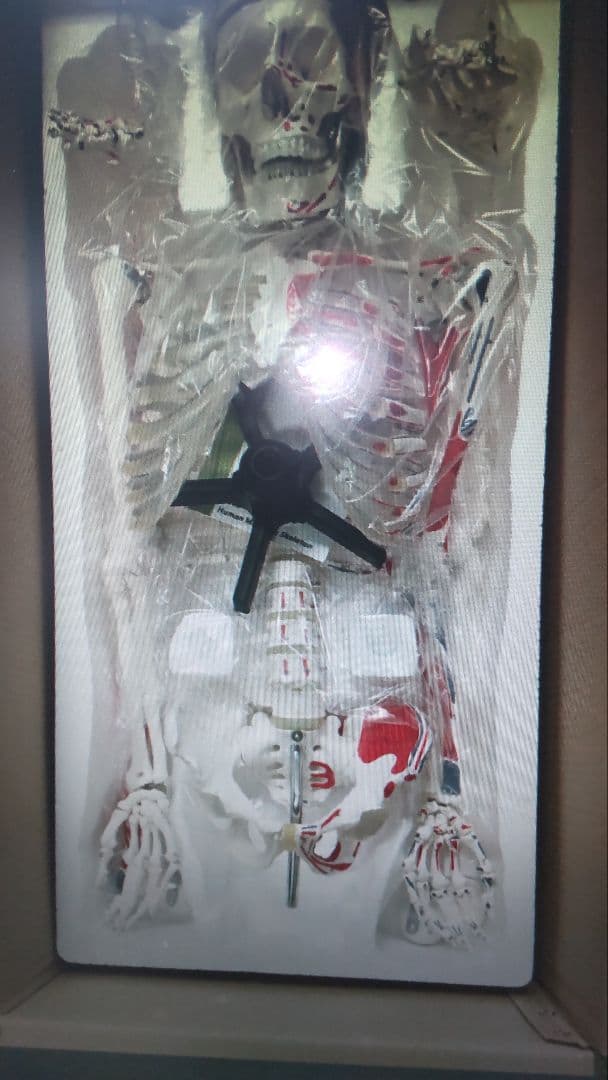 人体骨格模型 170cm等身大