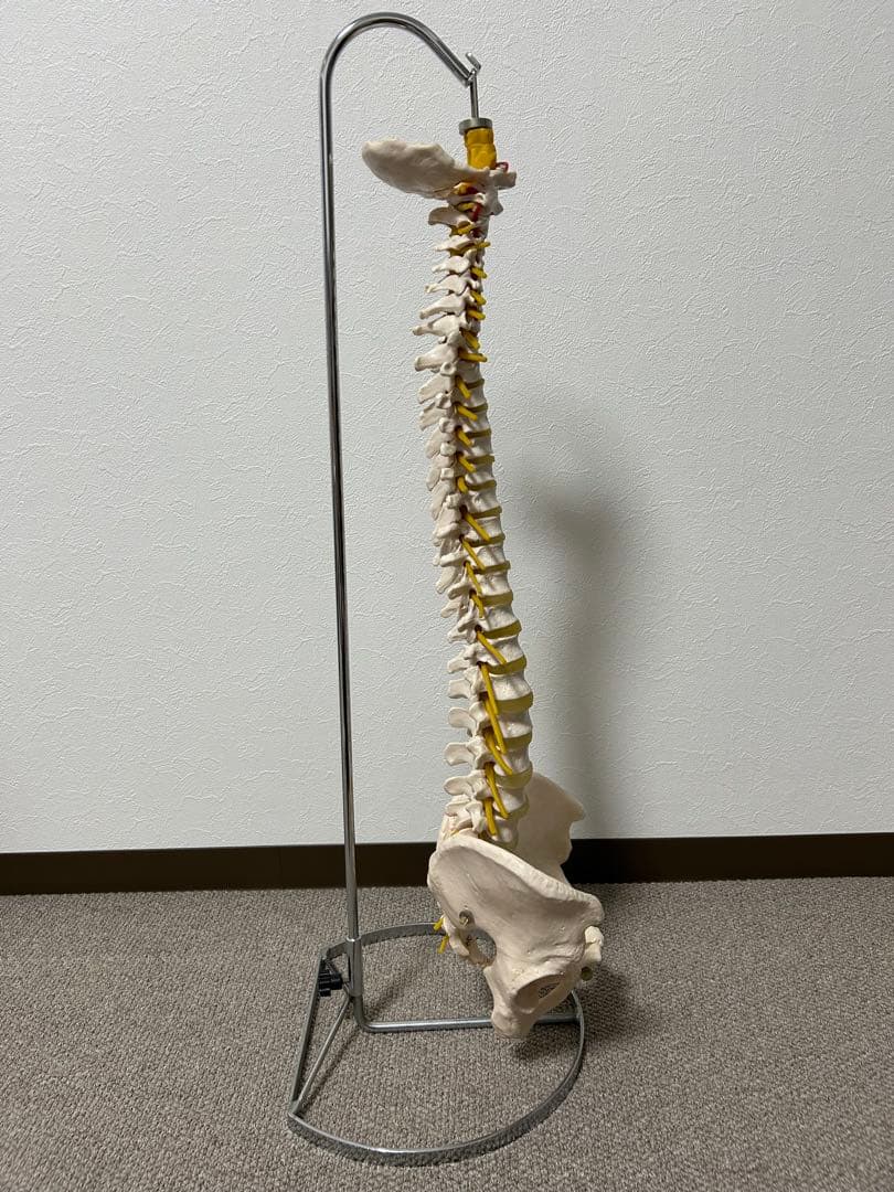 骨格模型 脊柱模型 スタンド付き(86㎝スタンドの高さ)
