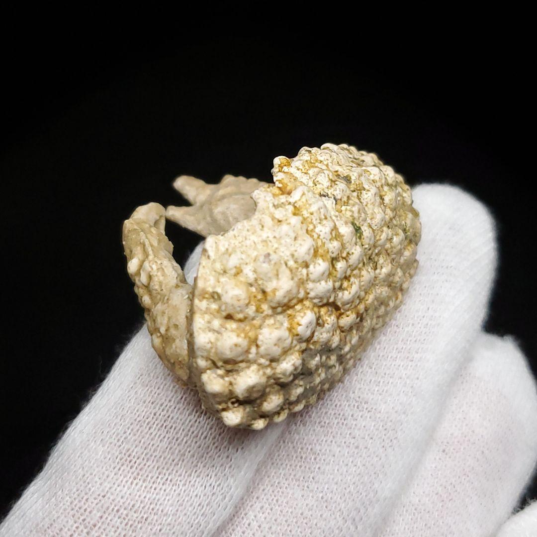 美品 カニ 歯 本物 化石 恐竜 産 38.49mm fcr3